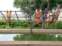 Survivor Girls