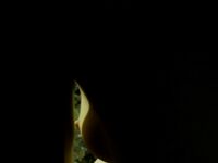 Anna Christine Speckhart